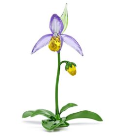 Florere Lady Slipper-orkide