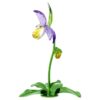 Florere Lady Slipper-orkide