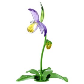 Florere Lady Slipper-orkide