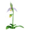 Florere Lady Slipper-orkide