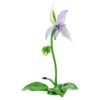 Florere Lady Slipper-orkide