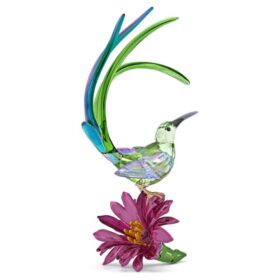 Idyllia sukkerfugl og kaktusblomst